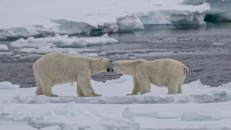 HDSX22_Day 8 polar bear 3 © Sara Jenner - Oceanwide Expeditions.jpg