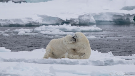 HDSX22_Day 8 polar bear 5 © Sara Jenner - Oceanwide Expeditions.jpg