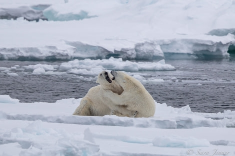 HDSX22_Day 8 polar bear 6 © Sara Jenner - Oceanwide Expeditions.jpg