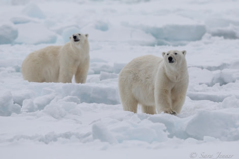 HDSX22_Day 8 polar bear 7 © Sara Jenner - Oceanwide Expeditions.jpg