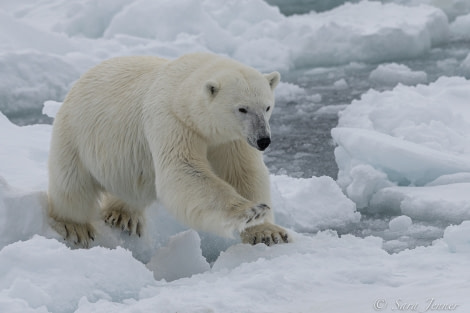 HDSX22_Day 8 Polar Bear 9 © Sara Jenner - Oceanwide Expeditions.jpg