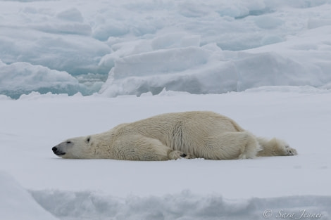 HDSX22_Day 8 Polar Bear 12 © Sara Jenner - Oceanwide Expeditions.jpg