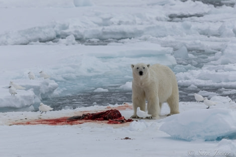 HDSX22_Day 8 Polar Bear 15 © Sara Jenner - Oceanwide Expeditions.jpg