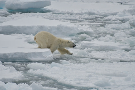 HDSX22_Day 8 Walking bear © Unknown Photographer - Oceanwide Expeditions.JPG