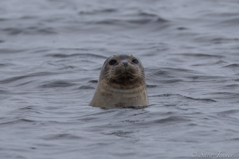 HDSX22_Day 11 Harbour Seal © Sara Jenner - Oceanwide Expeditions.jpg