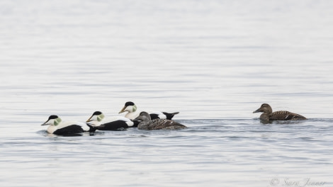 HDS01-22_Day 1 Eider ducks 2 © Sara Jenner - Oceanwide Expeditions.jpg