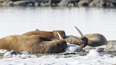 HDS01-22_Day 3 Gullybreen- Walrus 1 © Sara Jenner - Oceanwide Expeditions.jpg