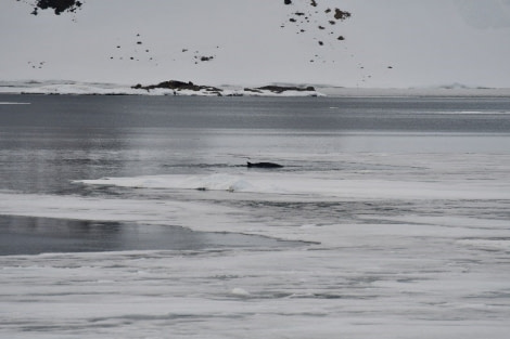 HDS01-22_Day 3 Midnight Minke Whale - Hazel Pittwood © Hazel Pittwood - Oceanwide Expeditions.jpg