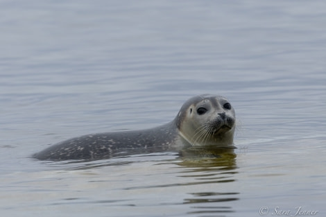 HDS01-22_Day 6 Harbour Seal © Sara Jenner - Oceanwide Expeditions.jpg