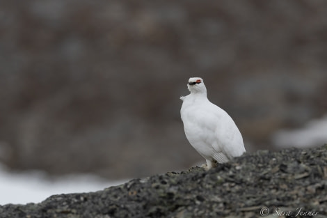 HDS01-22_Day 7 Ptarmigan © Sara Jenner - Oceanwide Expeditions.jpg