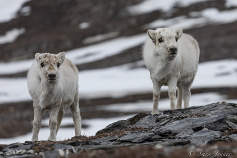 HDS01-22_Day 7 Reindeer 1 © Sara Jenner - Oceanwide Expeditions.jpg