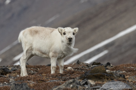 HDS01-22_Day 7 Reindeer 2 © Sara Jenner - Oceanwide Expeditions.jpg