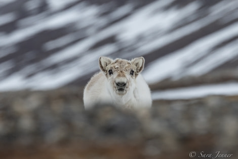 HDS01-22_Day 7 Reindeer 4 © Sara Jenner - Oceanwide Expeditions.jpg