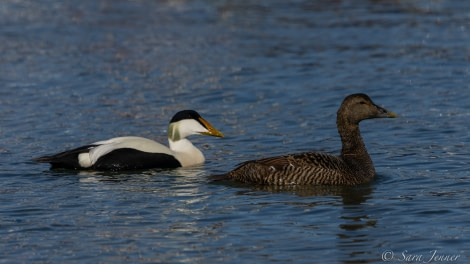 HDS02-22, Day 1, Eider ducks © Sara Jenner - Oceanwide Expeditions.jpg