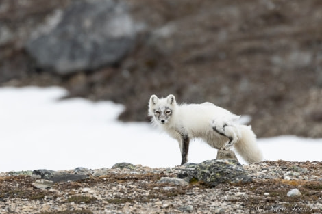 HDS02-22, Day 2, Arctic fox 1 © Sara Jenner - Oceanwide Expeditions.jpg