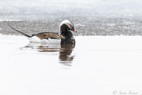 HDS02-22, Day 2, Long tailed duck 1 © Sara Jenner - Oceanwide Expeditions.jpg