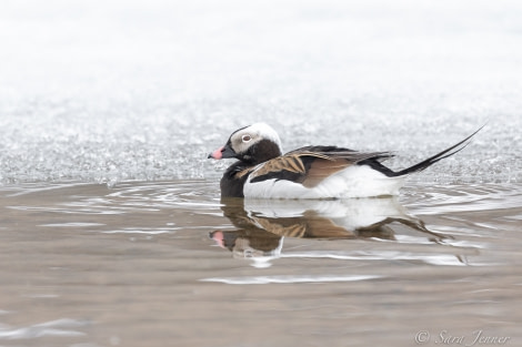 HDS02-22, Day 2, Long tailed duck © Sara Jenner - Oceanwide Expeditions.jpg