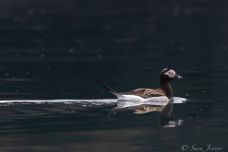 HDS02-22, Day 2, Long tailed duck 2 © Sara Jenner - Oceanwide Expeditions.jpg