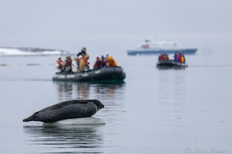 HDS02-22, Day 3, Harbour Seal 5 © Sara Jenner - Oceanwide Expeditions.jpg