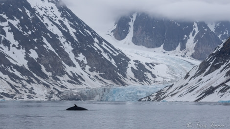 HDS02-22, Day 3, Minke Whale © Sara Jenner - Oceanwide Expeditions.jpg