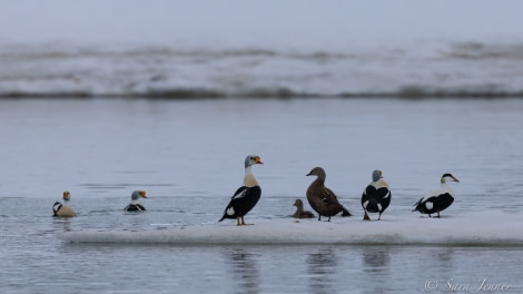 HDS02-22, Day 3, King Eiders © Sara Jenner - Oceanwide Expeditions.jpg