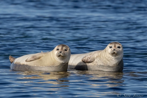 HDS02-22, Day 4, Harbour Seals 2 © Sara Jenner - Oceanwide Expeditions.jpg