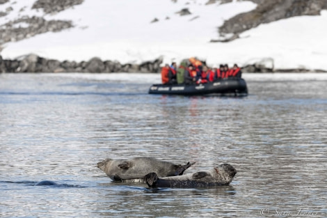 HDS02-22, Day 4, Harbour Seals 4 © Sara Jenner - Oceanwide Expeditions.jpg