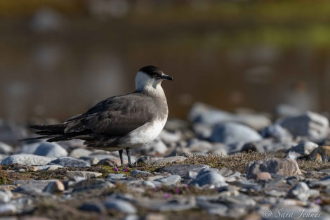 HDS02-22, Day 6, Arctic Skua © Sara Jenner - Oceanwide Expeditions.jpg