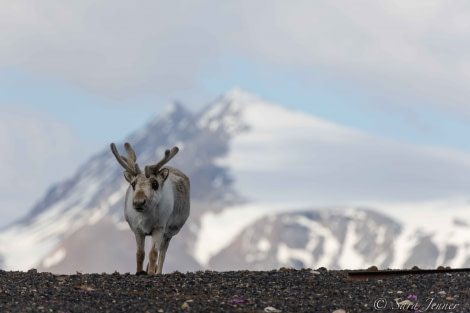 HDS02-22, Day 6, Reindeer © Sara Jenner - Oceanwide Expeditions.jpg