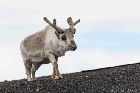 HDS02-22, Day 6, Reindeer 4 © Sara Jenner - Oceanwide Expeditions.jpg