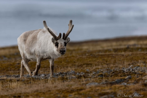 HDS02-22, Day 7, Reindeer 2 © Sara Jenner - Oceanwide Expeditions.jpg