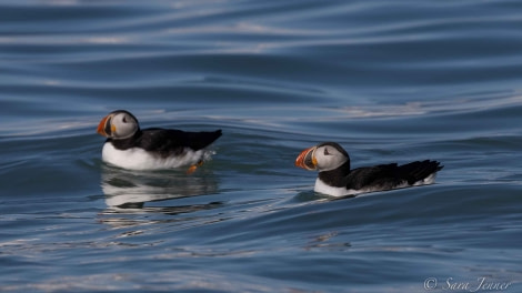 HDS02-22, Day 6, Puffins 2 © Sara Jenner - Oceanwide Expeditions.jpg
