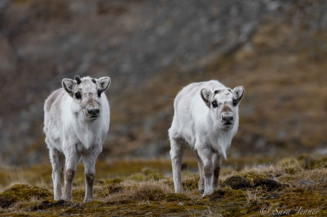 HDS02-22, Day 7, Reindeer 4 © Sara Jenner - Oceanwide Expeditions.jpg