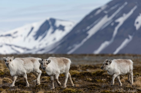 HDS02-22, Day 7, Reindeer 3 © Sara Jenner - Oceanwide Expeditions.jpg