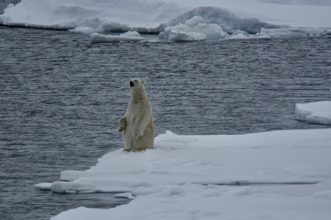 OTL04-22, Day 4, Sitting Polar Bear on the pack ice © Unknown Photographer - Oceanwide Expeditions.JPG