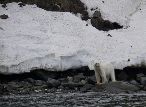 OTL04-22, Day 5, Polar bear at Alkefjellet © Stefanie Liller - Oceanwide Expeditions.jpg