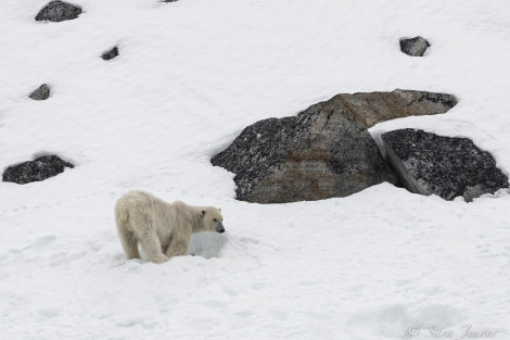 HDS03-22, Day 3, Polar Bear 1 © Sara Jenner - Oceanwide Expeditions.jpg