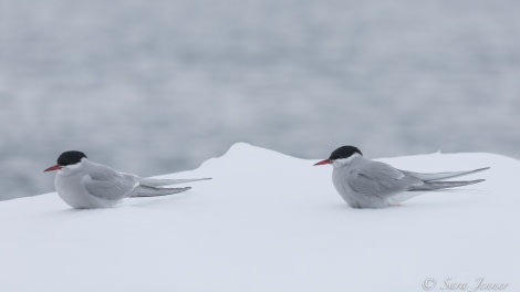 HDS03-22, Day 4, Arctic Tern 1 © Sara Jenner - Oceanwide Expeditions.jpg