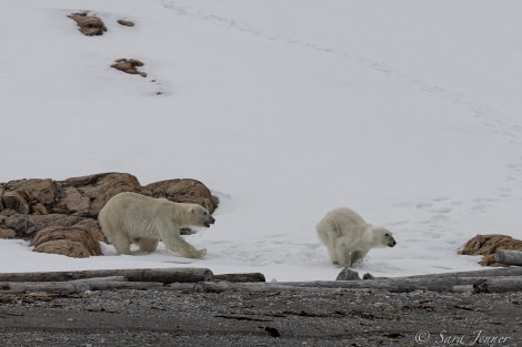 HDS03-22, Day 4, Polar Bear 1 © Sara Jenner - Oceanwide Expeditions.jpg