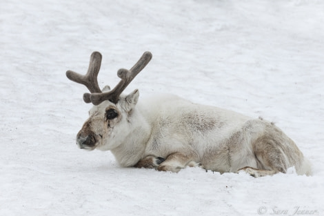 HDS03-22, Day 4, Polar Bear 5 © Sara Jenner - Oceanwide Expeditions.jpg