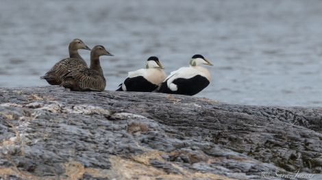 HDS04-22, Day 2, Common Eider ducks, Lilliehöökbreen © Sara Jenner - Oceanwide Expeditions.jpg