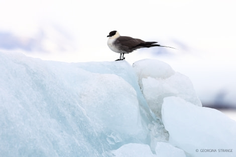 HDS04-22, Day 2, Long-tailed skua, Ny-London © Georgina Strange - Oceanwide Expeditions.jpg