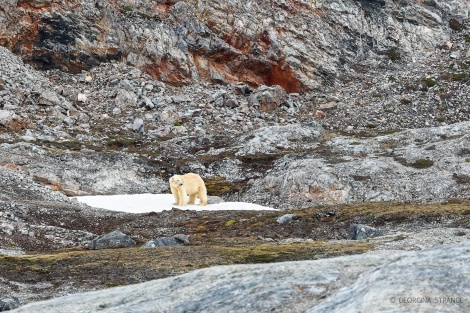 HDS04-22, Day 2, Polar bear, Ny-London © Georgina Strange - Oceanwide Expeditions.jpg