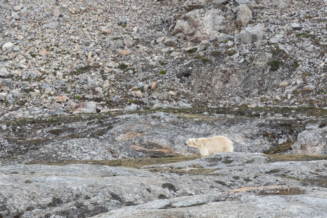 HDS04-22, Day 2, Polar bear, Ny-London © Sara Jenner - Oceanwide Expeditions.jpg