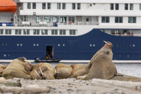 HDS04-22, Day 3, Hondius, Smeerenburg, Walrus © Sara Jenner - Oceanwide Expeditions.jpg