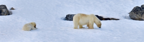 HDS04-22, Day 3, Polar Bear & Cub © Andrew Crowder - Oceanwide Expeditions.jpeg
