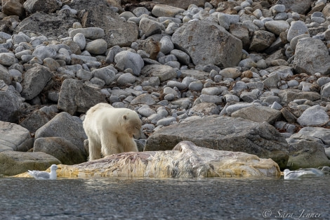 HDS04-22, Day 3, Polar Bear, Indre Norskoya © Sara Jenner - Oceanwide Expeditions.jpg