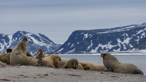 HDS04-22, Day 3, Smeerenburg, Walrus © Sara Jenner - Oceanwide Expeditions (1).jpg