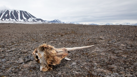 HDS04-22, Day 4, Narwhal skull, Grahuken © Sara Jenner - Oceanwide Expeditions.jpg