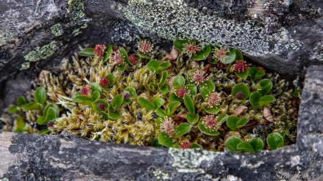 HDS04-22, Day 6, Polar willow, Signehamna © Sara Jenner - Oceanwide Expeditions.jpg